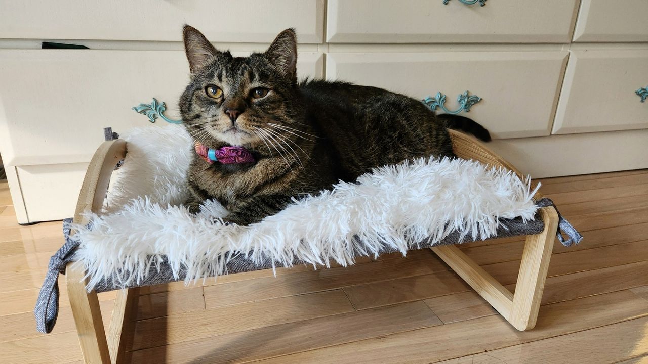 Amanda's cat sitting on the 7 Ruby Road Large Cat Hammock Bed