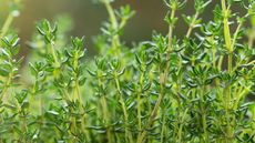 Foliage of thyme plants
