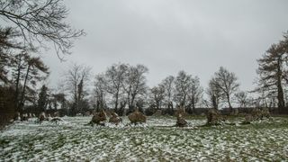 a snowy landscape with grass peeking in between. large trees surround the perimeter. in the middle is a circle of stones several feet or meters in diameter