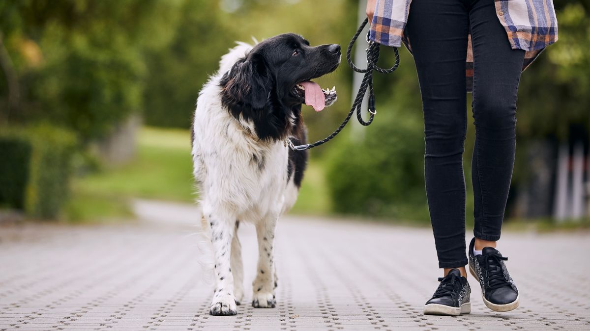 Dog walking next to owner