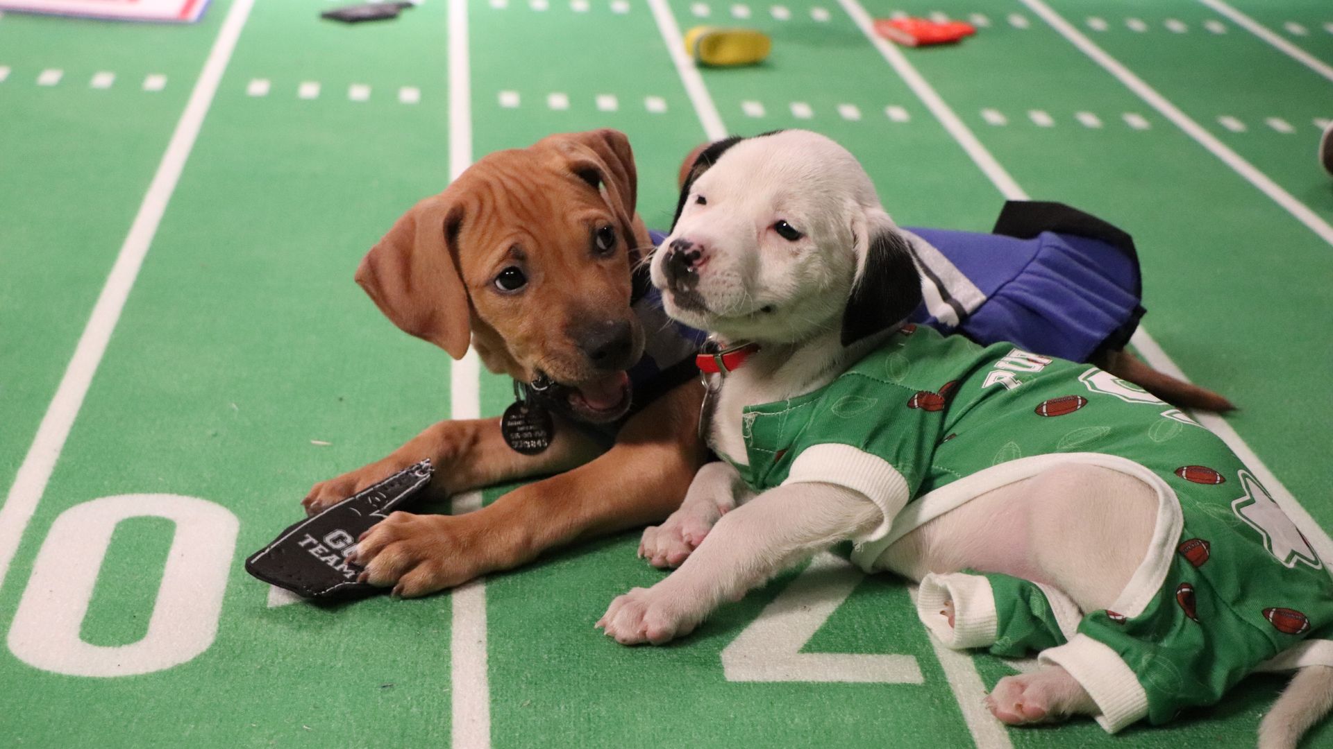 'Great American Rescue Bowl' Set to Premiere Super Sunday Next TV