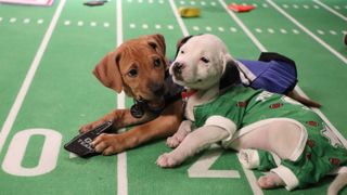 Great American Rescue Bowl