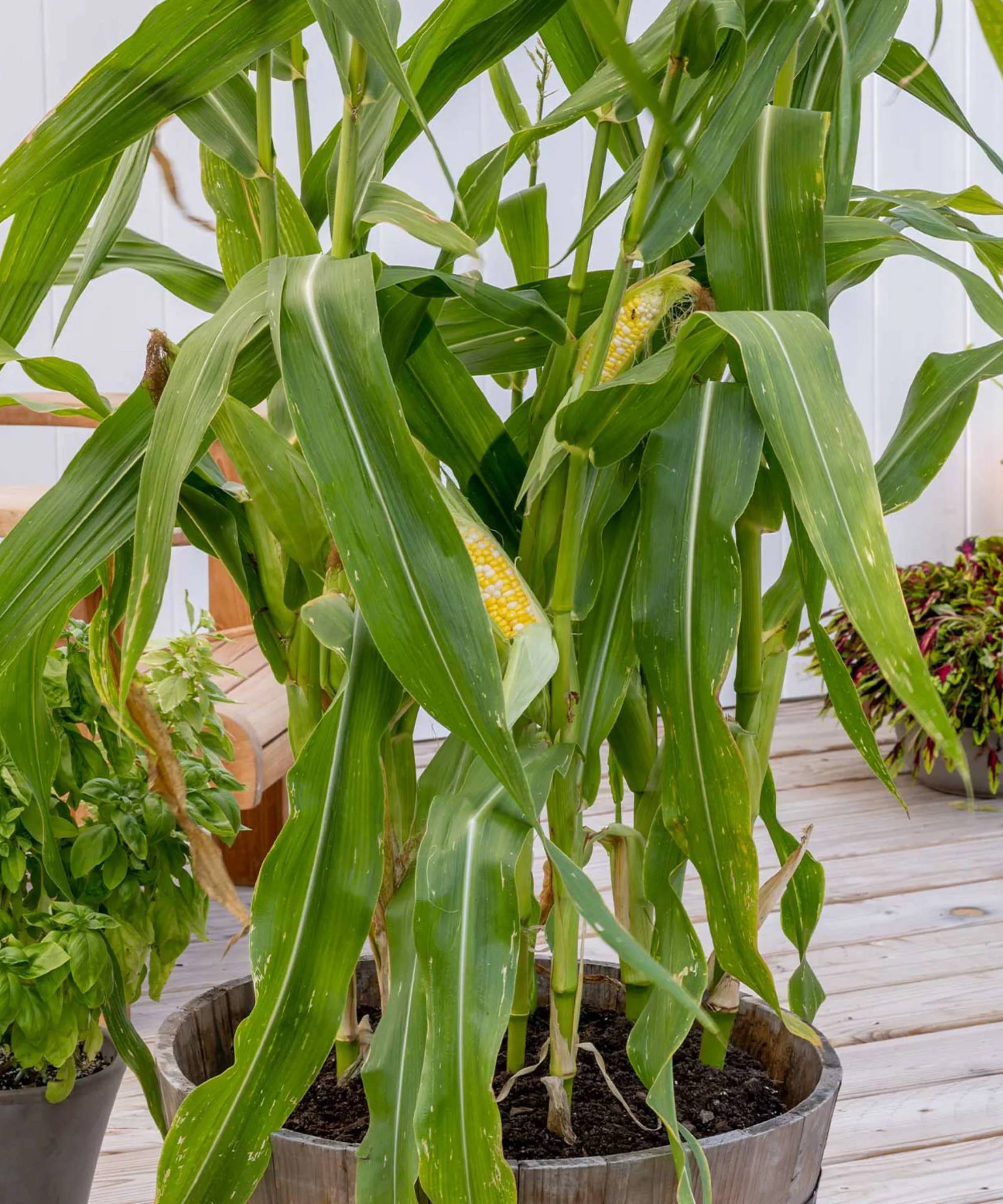 Container grown corn stalks