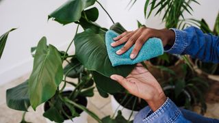 picture of woman cleaning plant leaves with cloth