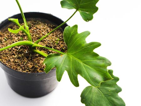 Overhead view of a Philodendron selloum plant growing in a black plastic pot