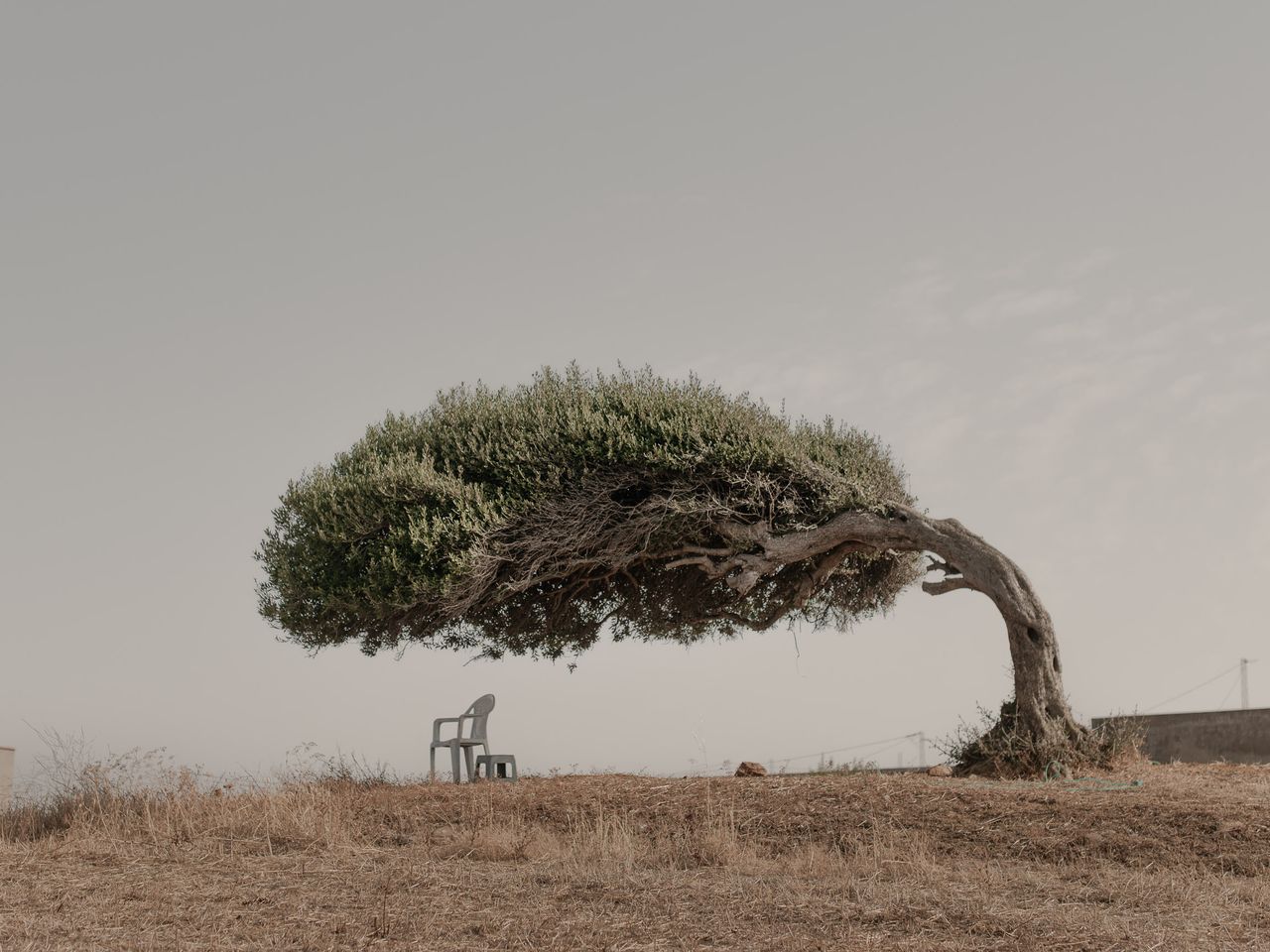 Skander Khlif's entry, 'The Tree of Life'