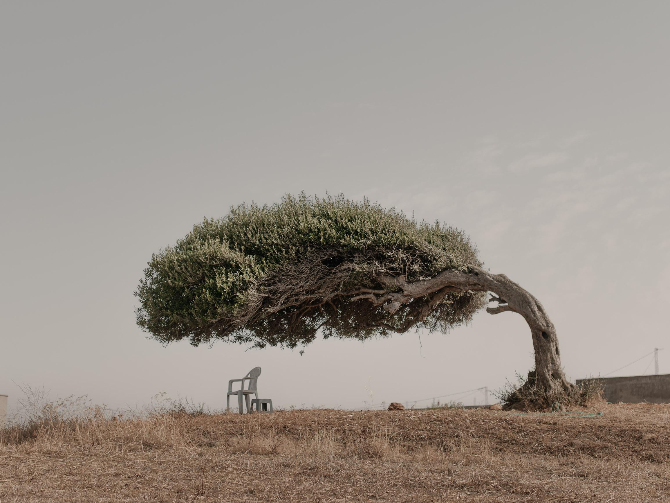 Skander Khlif's entry, 'The Tree of Life'