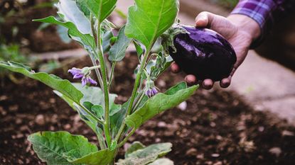 A gardener picks an eggplant from the garden off a plant with purple flowers