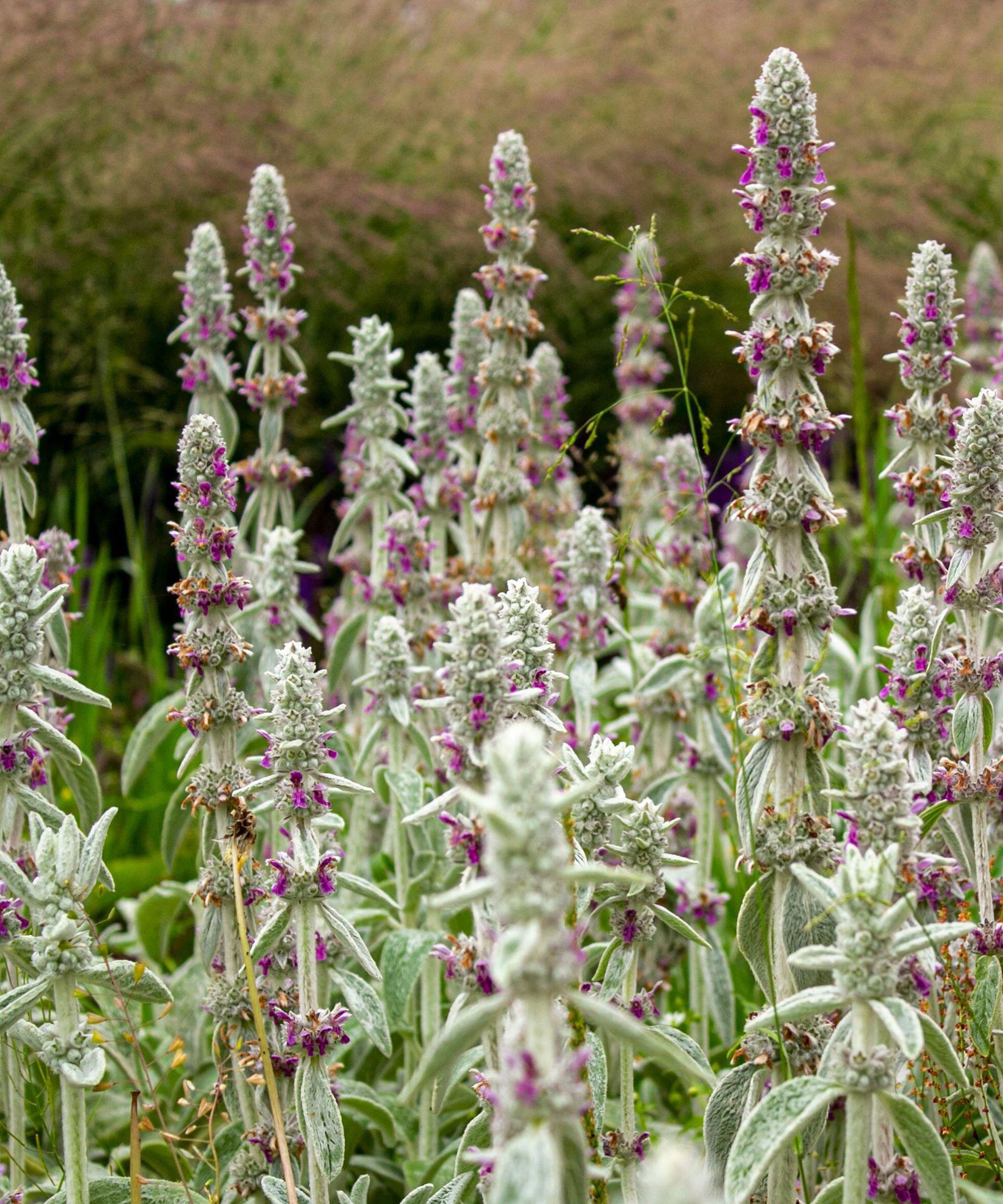 Lamb's ears care and growing guide: expert advice | Homes and Gardens
