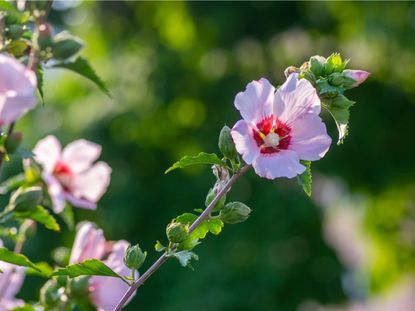 Pink flowers on a rose of sharon bush