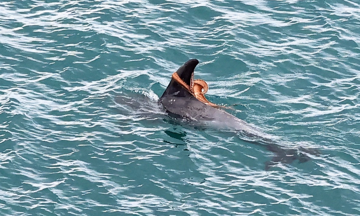 Risso's dolphin with octopus attached to dorsal fin 