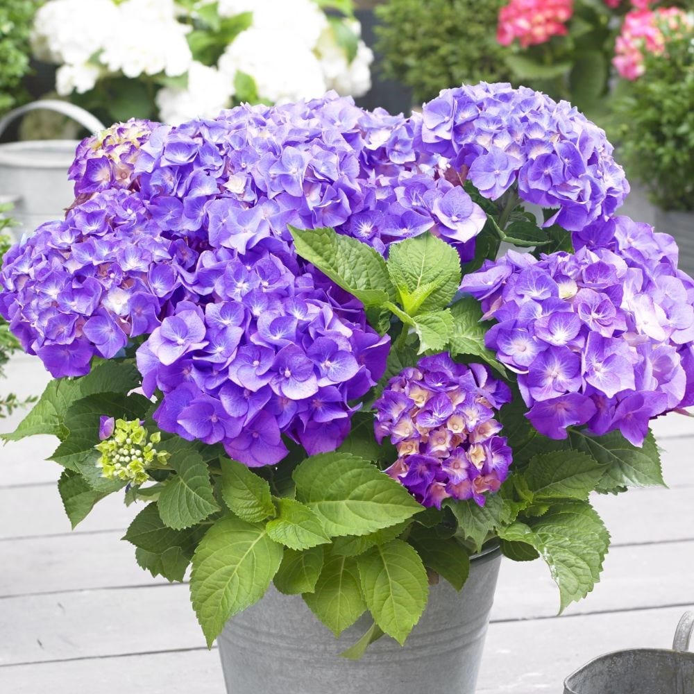 Hydrangea Macrophylla 'little Purple'