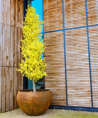 Ginkgo Gold Spire tree in pot next to window of modern timber-clad building