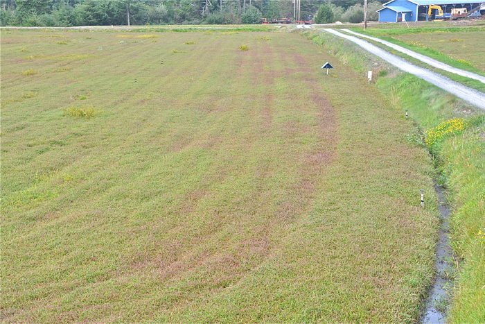 depressions where cranberries grow are known as bogs