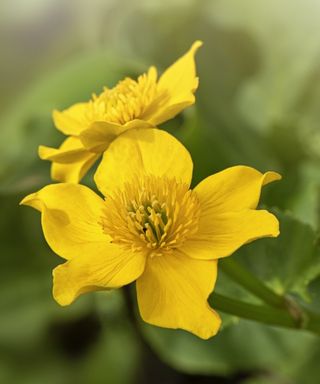 Marsh marigolds with yellow flowers in a garden border