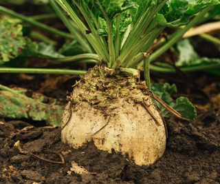 Close up of a sugar beet before harvest