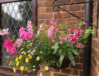 A hanging basket on a metal bracket in front of a house window, likely suspended over the patio