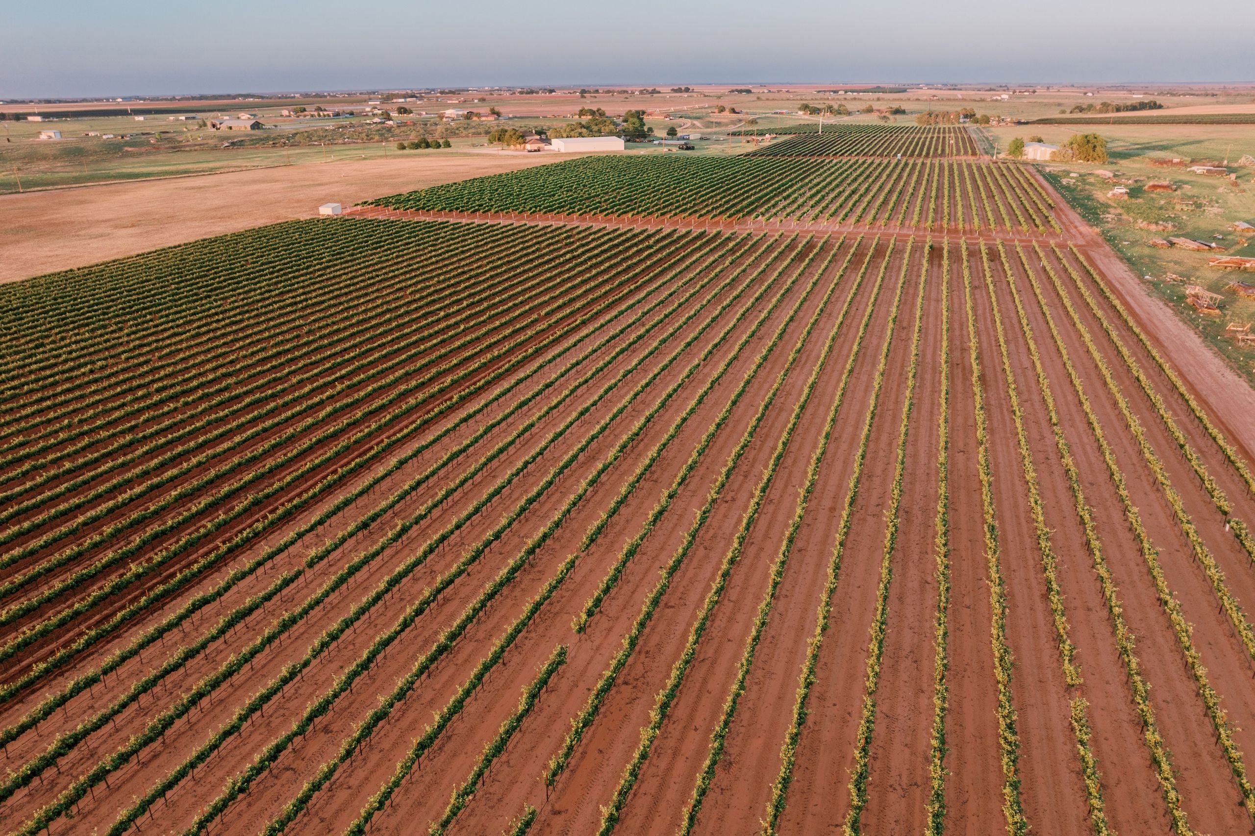 Is Texas wine facing a High Plains reckoning?