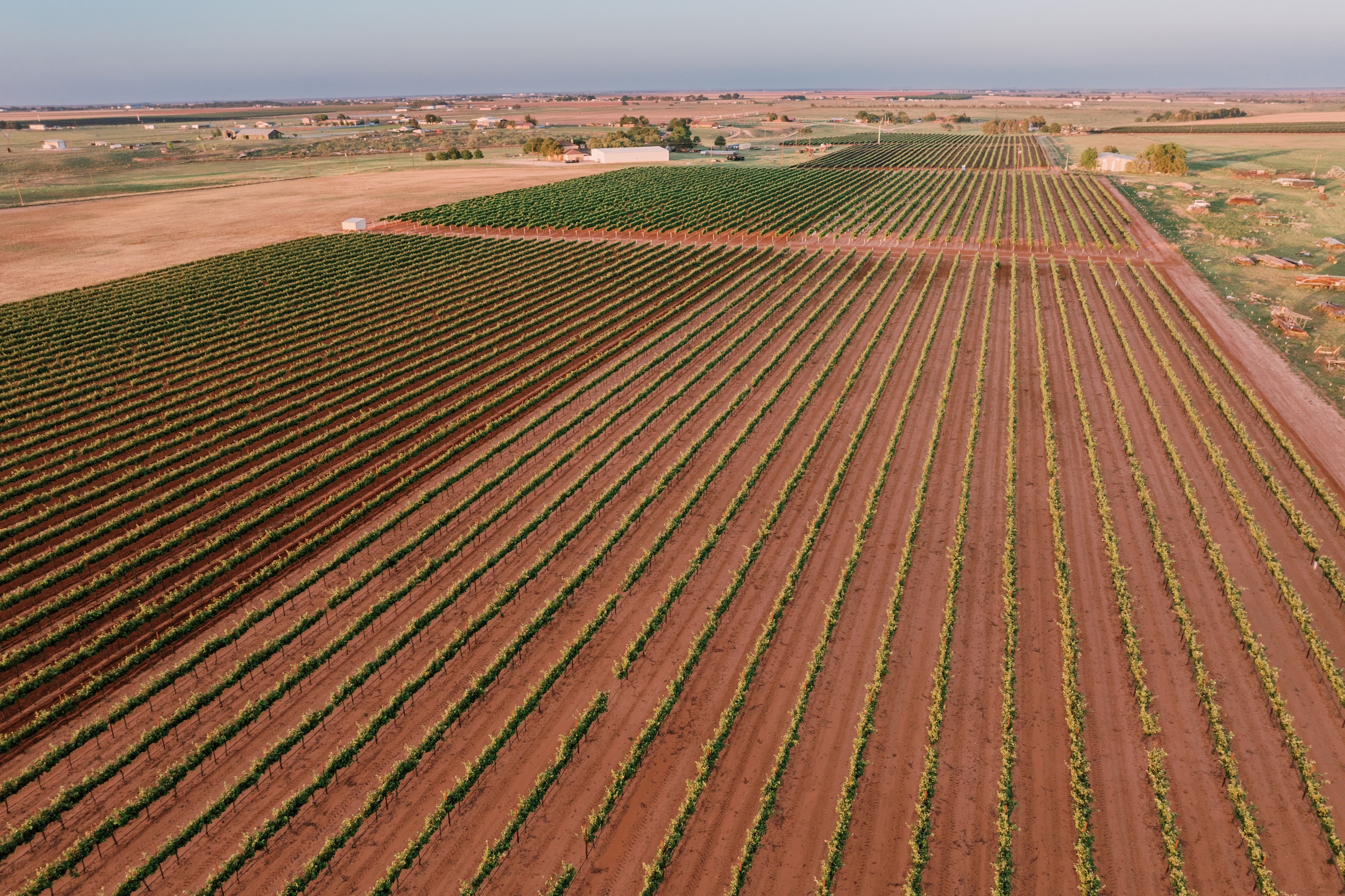 The very flat Texas High Plains AVA with rows of crops stretching over reddish dirt, almost to the horizon
