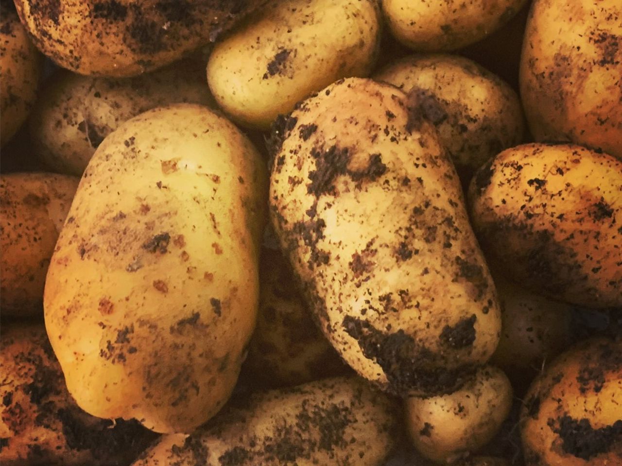 New Potatoes From The Garden