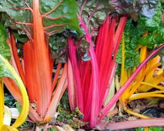 bright lights chard