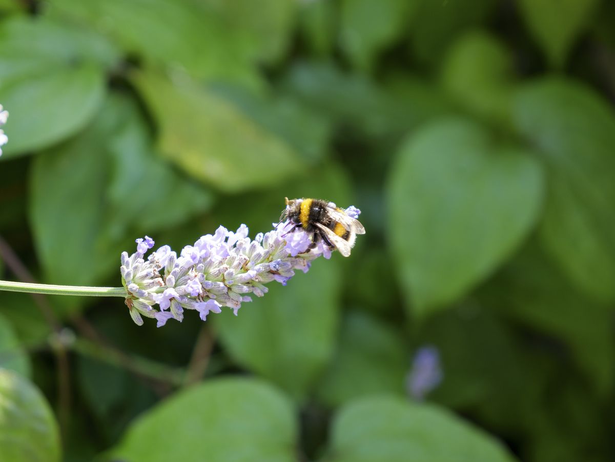 Panasonic Lumix GH7 sample images, flower closeup