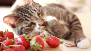 A cat lying next to some strawberries