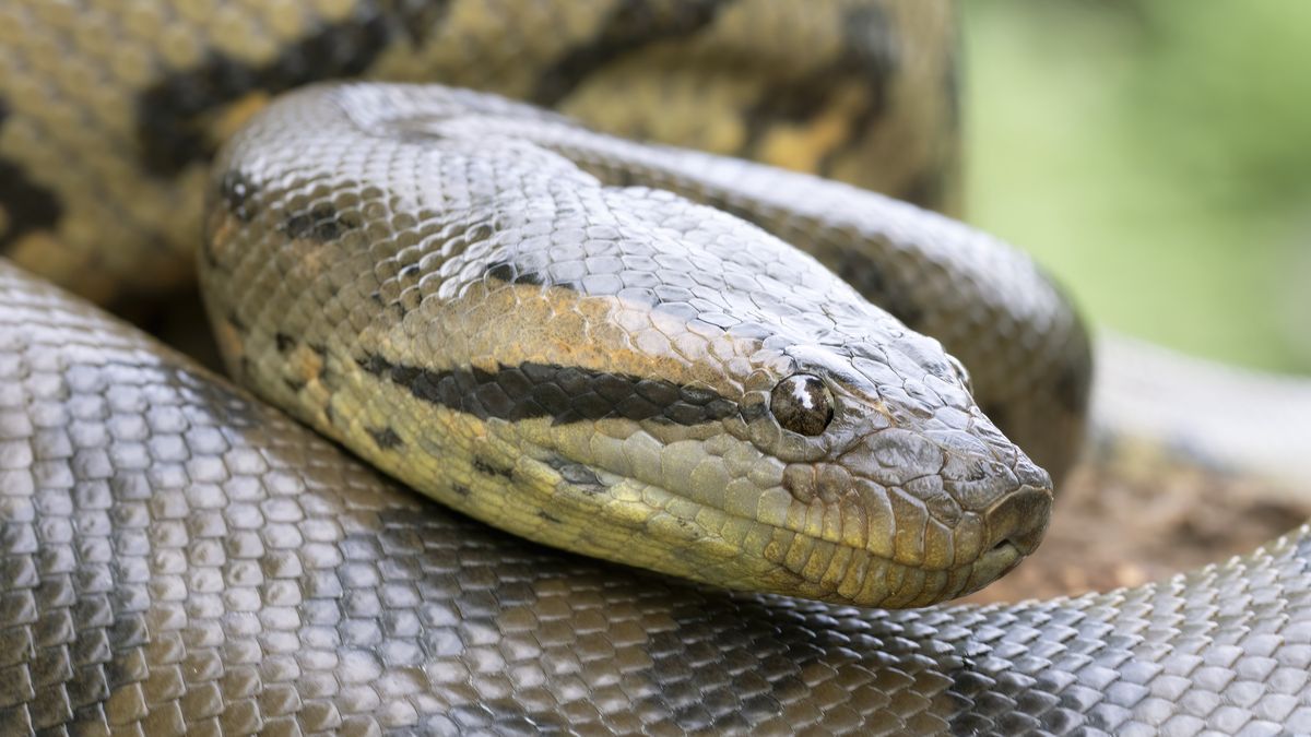 The biggest snake in the world | Live Science