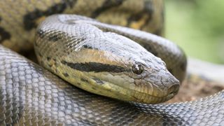 close up of a green anaconda's face