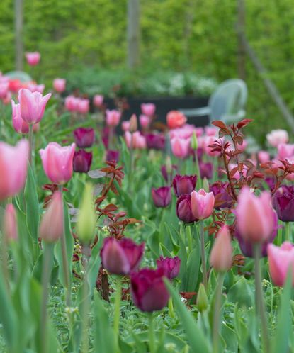 Bulb Planting Mistakes: 6 Things To Avoid | Gardeningetc