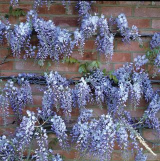 Wisteria growing up a wall