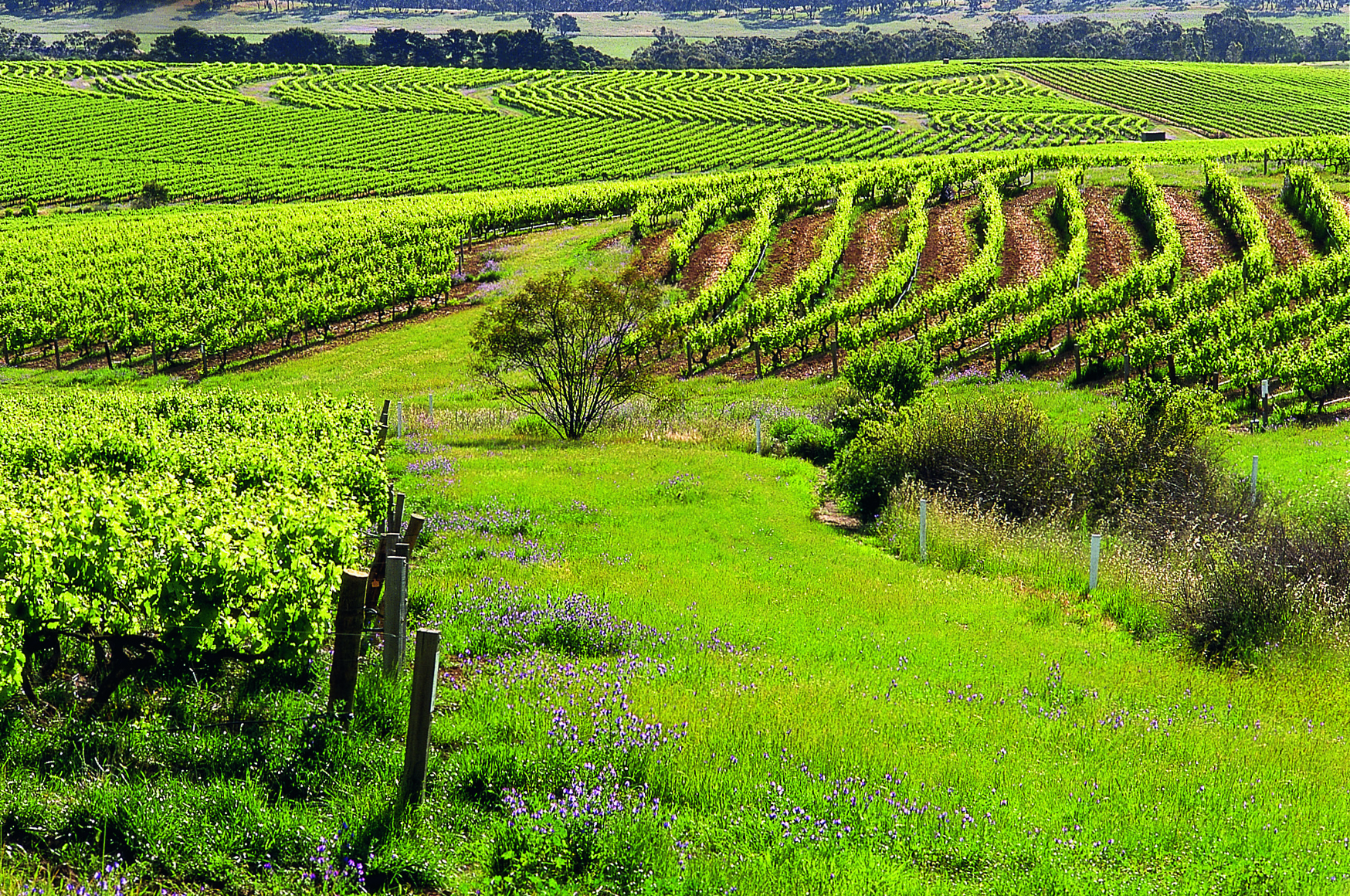 &amp;Oacute; &amp;Icirc;n