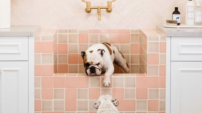 a dog in a dog bath in a laundry room