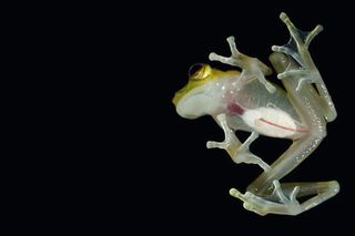 glass frog from below