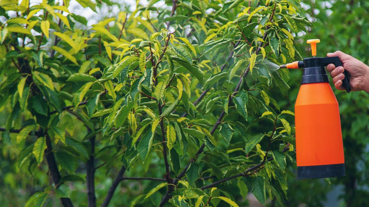 peach trees being sprayed with an orange bottle 