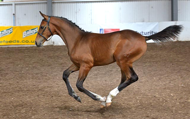 Samphire (San Amour x Bergamon)