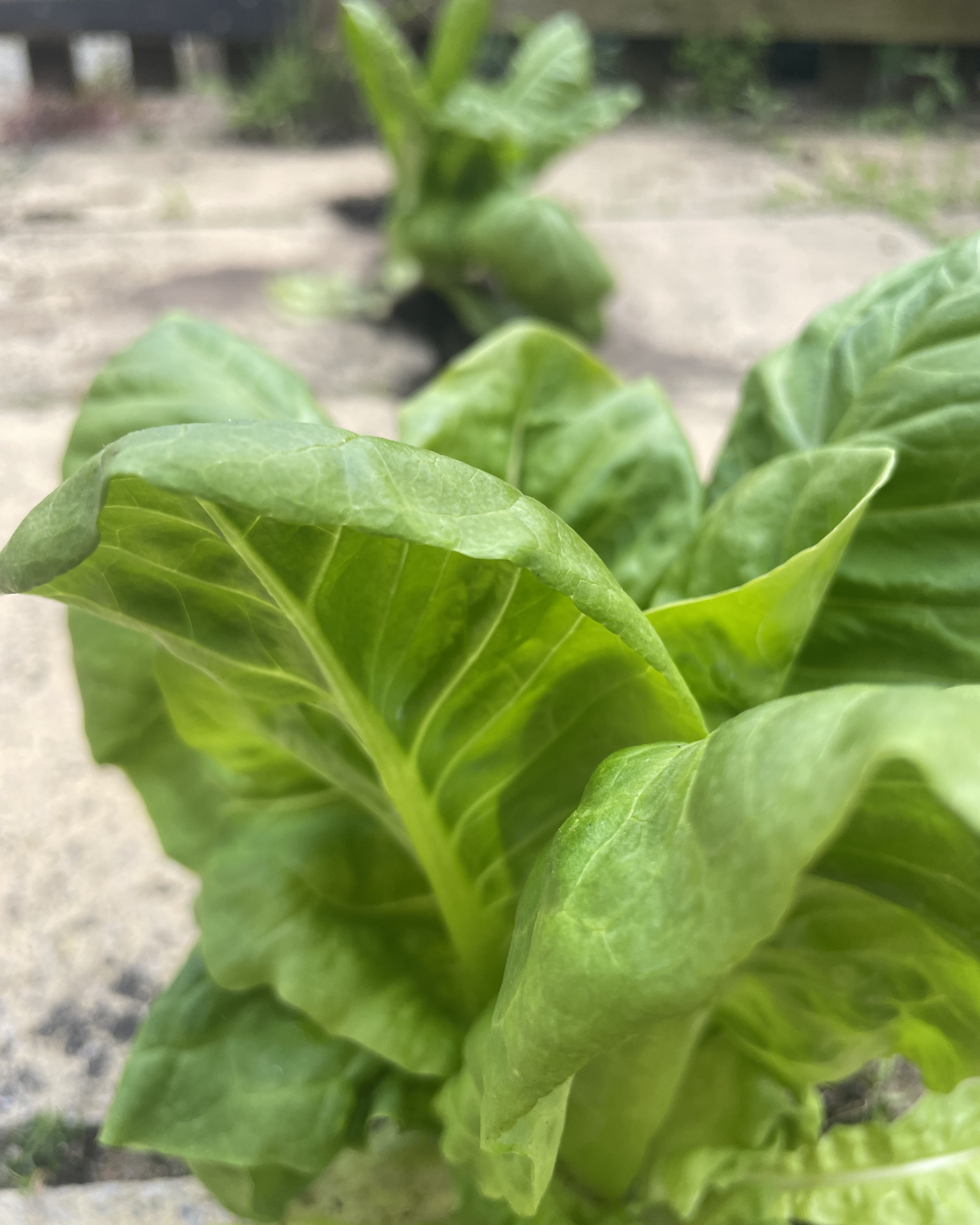 Full grown lettuce growing in block paving