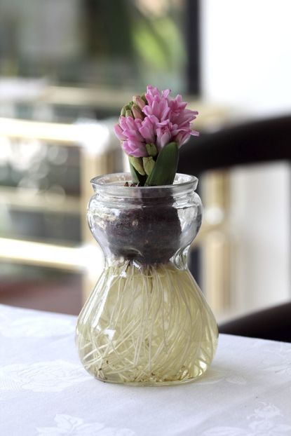 Glass Bulb Jar Sprouting Flowers