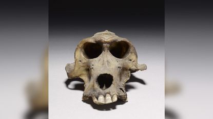 This Pan hamadryas provided three tissue types: hair, bone and enamel. It's also missing its canines.