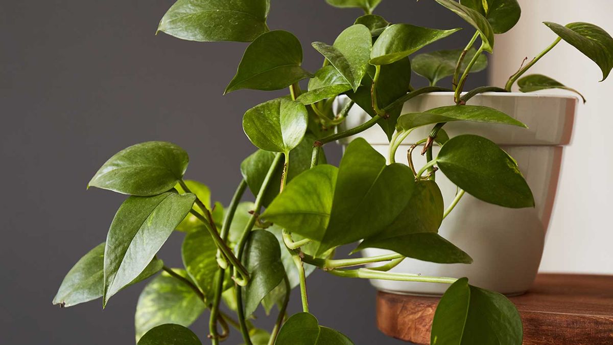 Why is my pothos wilting? Quick tips to revive your drooping houseplant