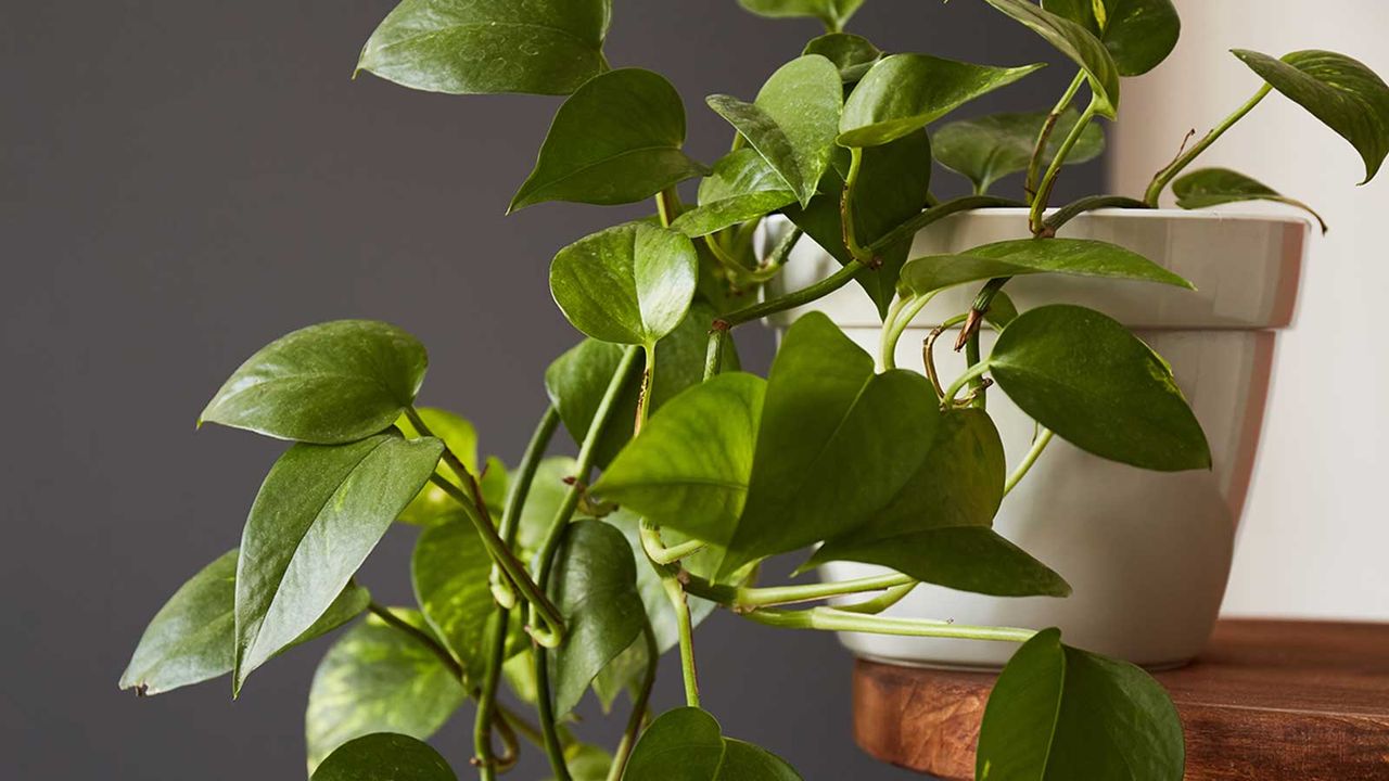 pothos in pot on grey background