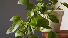 pothos in pot on grey background