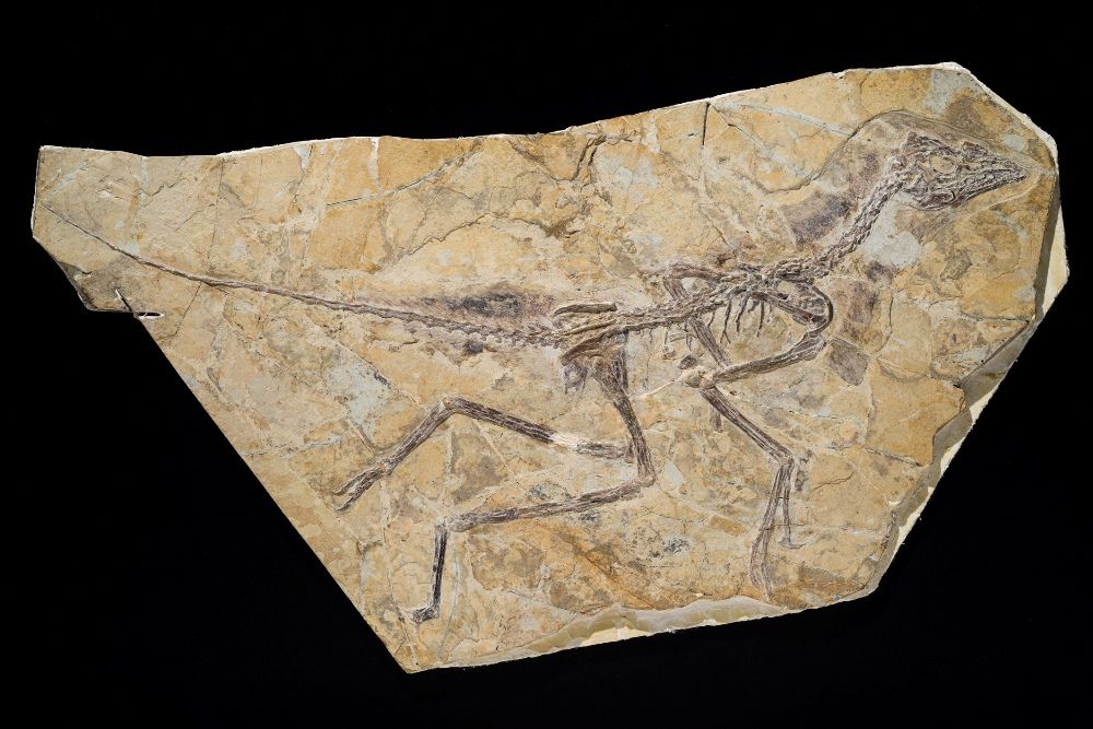 FOSSIL