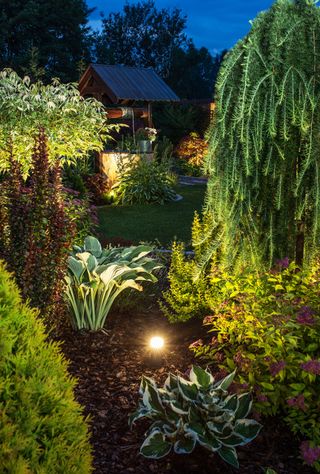 garden at night illuminated with spotlights in the border