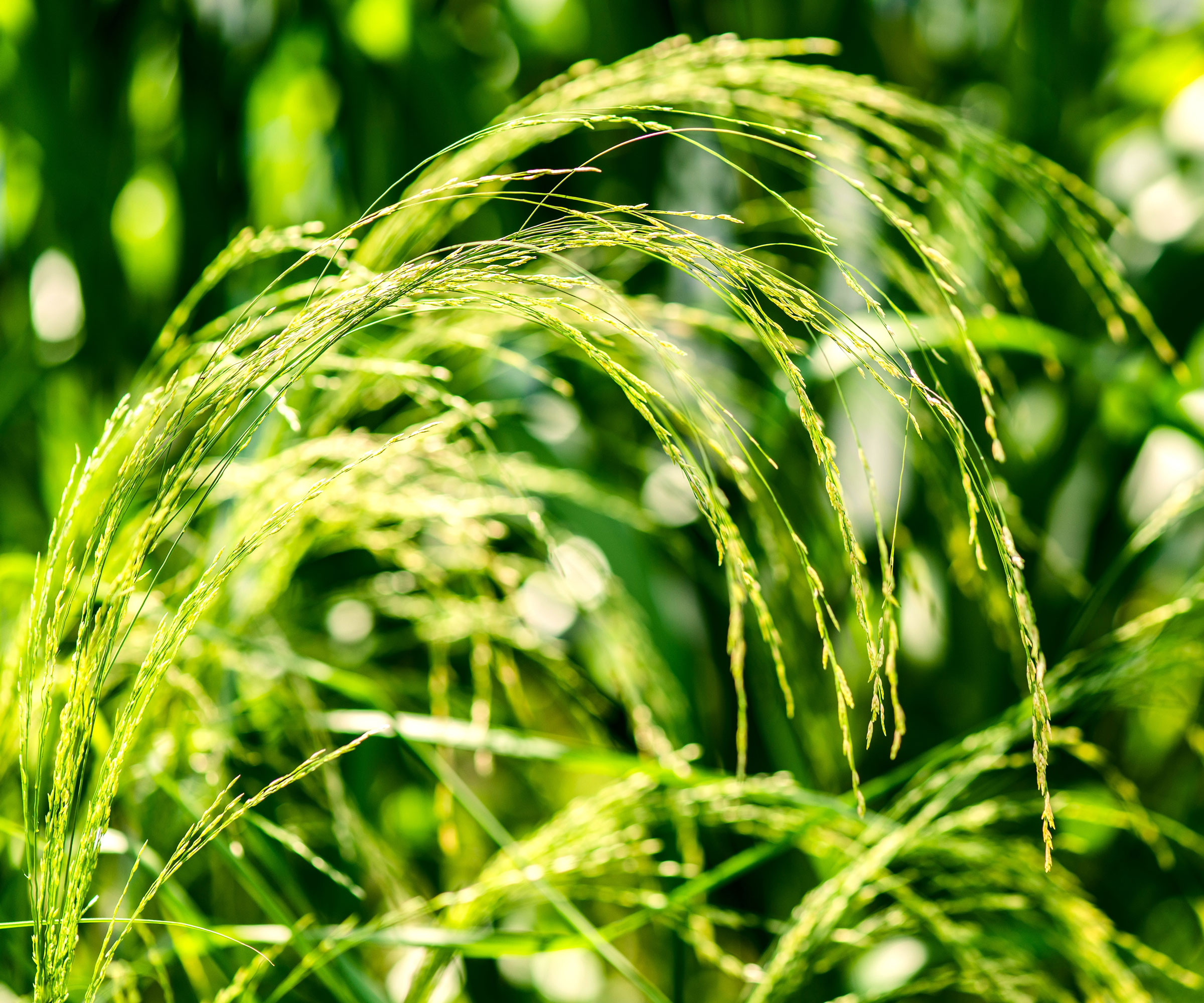 young green teff plants in garden with arching blades