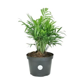 A parlor palm plant in a dark gray pot