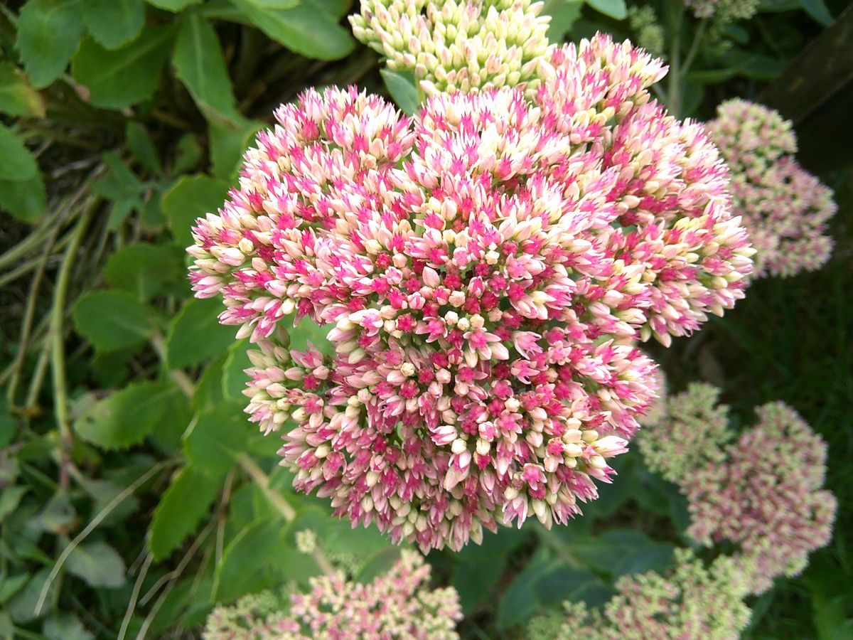A photo taken on a Lola Miffy Digital Camera