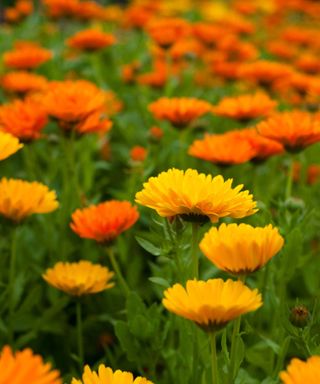 marigolds in flower