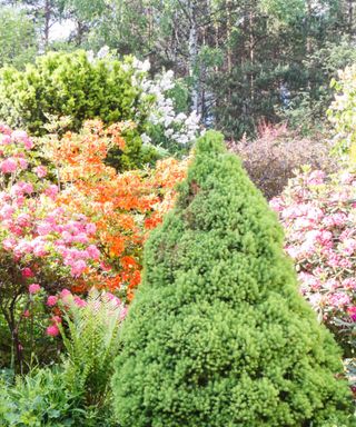 A backyard with bright pink and orange flowers on trees and a tall green pointy tree