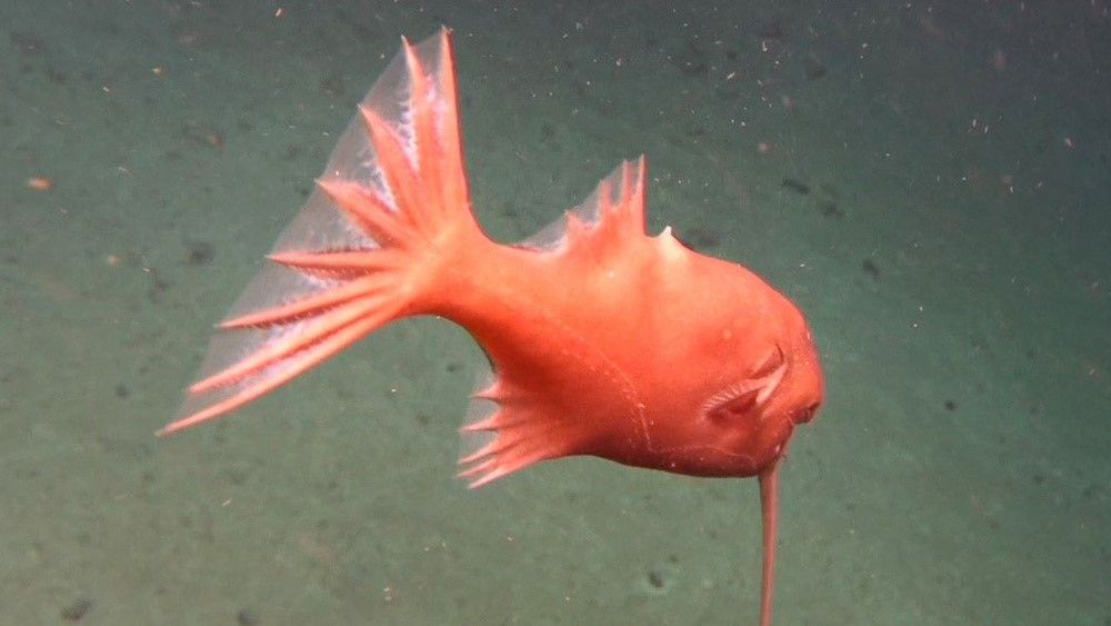 A scarlet anglerfish swimming upside down near the seabed.